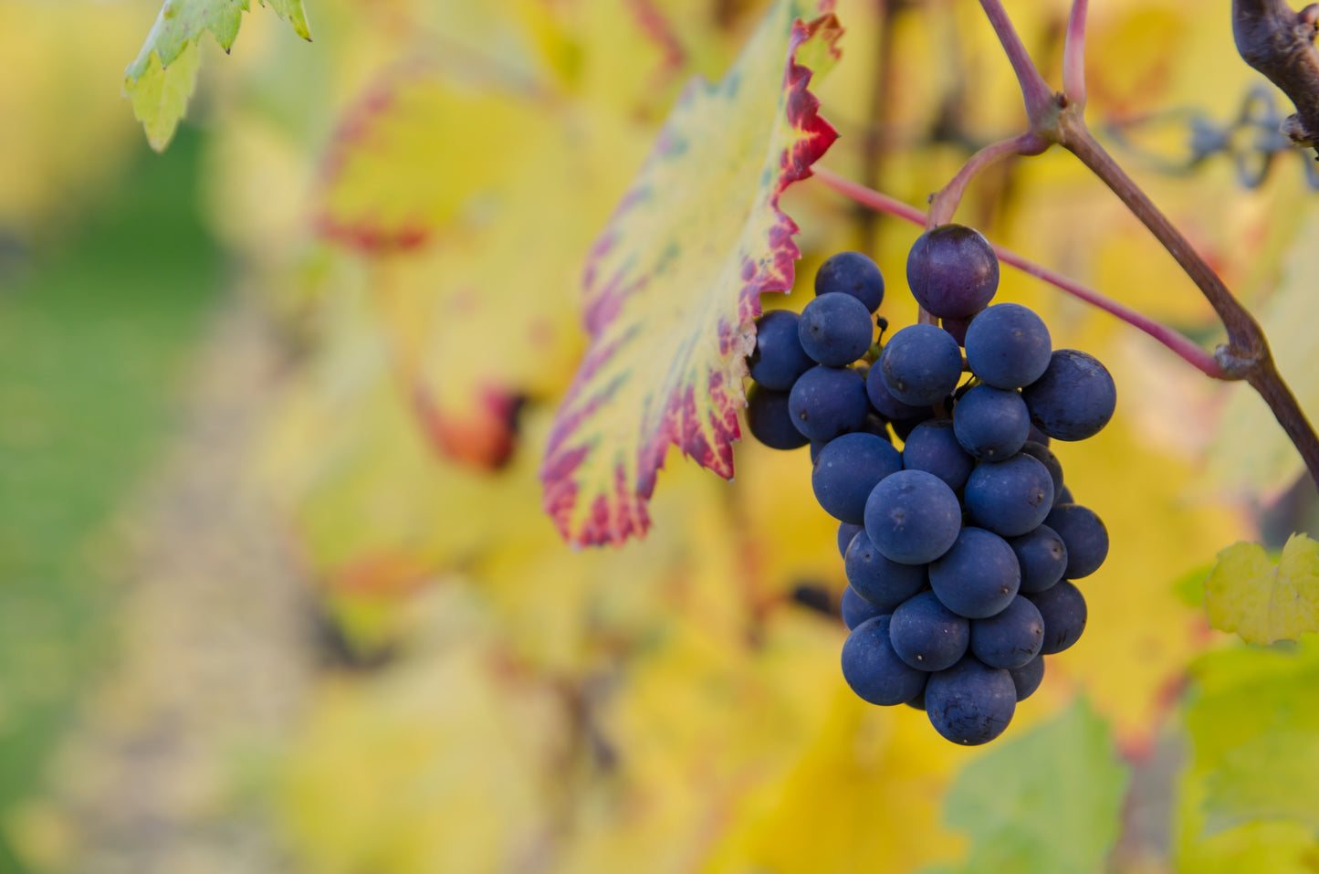 World Wine Club - 4 Bottles per Month